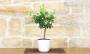 3 - Bonsai di Limetta var. Pursha in vaso quadrato