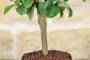 5 - Bonsai di Limetta var. Pursha in vaso quadrato