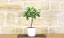2 - Bonsai di Limone in vaso quadrato