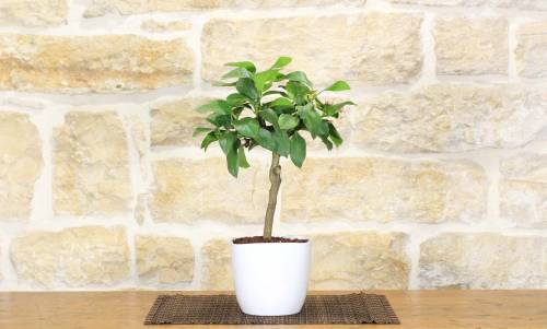 2 - Bonsai di Limone in vaso quadrato