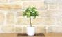 3 - Bonsai di Limone in vaso quadrato