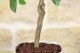 4 - Bonsai di Limone in vaso quadrato