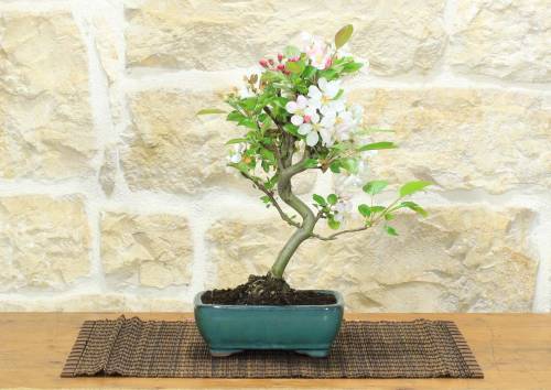 2 - Bonsai di Melo da fiore in vaso smaltato - età 7-8 anni