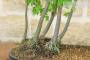 6 - Boschetto di Liquidambar (1)
