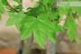 7 - Boschetto di Liquidambar (1)