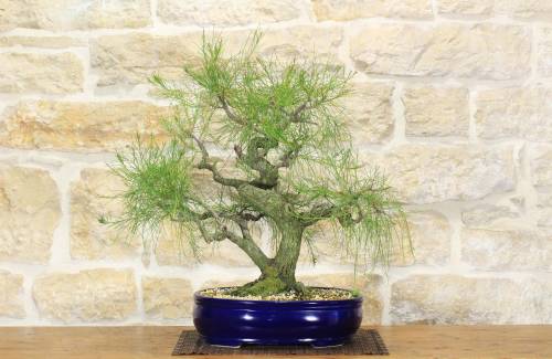 2 - Bonsai di Casuarina (1)