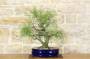 2 - Bonsai di Casuarina (1)