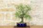 3 - Bonsai di Casuarina (1)