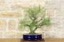 4 - Bonsai di Casuarina (1)