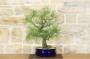 5 - Bonsai di Casuarina (1)
