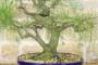6 - Bonsai di Casuarina (1)