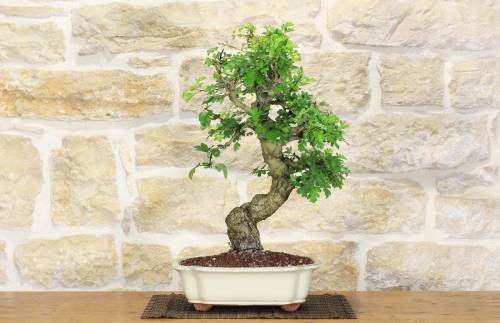 2 - Bonsai di Biancospino (26)