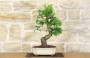 2 - Bonsai di Biancospino (26)