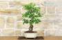 3 - Bonsai di Biancospino (26)