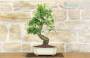 4 - Bonsai di Biancospino (26)