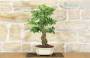 5 - Bonsai di Biancospino (26)