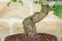 6 - Bonsai di Biancospino (26)
