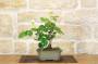 2 - Bonsai di Rosa (54)
