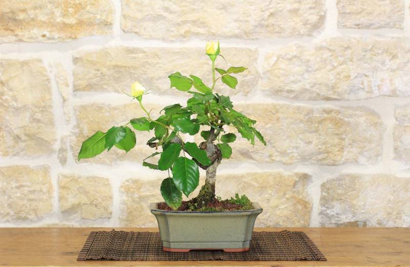 2 - Bonsai di Rosa (54)