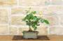 4 - Bonsai di Rosa (54)