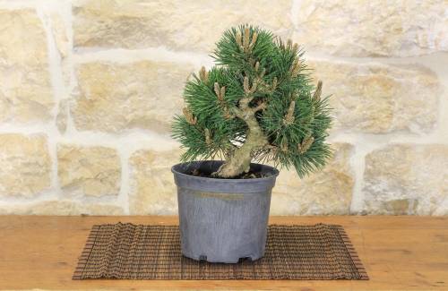 2 - Pre bonsai di Pino Nero Senjyumaru (3)