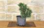 3 - Pre bonsai di Pino Nero Senjyumaru (3)