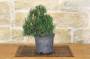 4 - Pre bonsai di Pino Nero Senjyumaru (3)