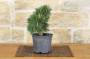 5 - Pre bonsai di Pino Nero Senjyumaru (3)