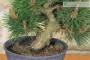 6 - Pre bonsai di Pino Nero Senjyumaru (3)