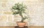 2 - Pre bonsai yamadori di Sughera (1)