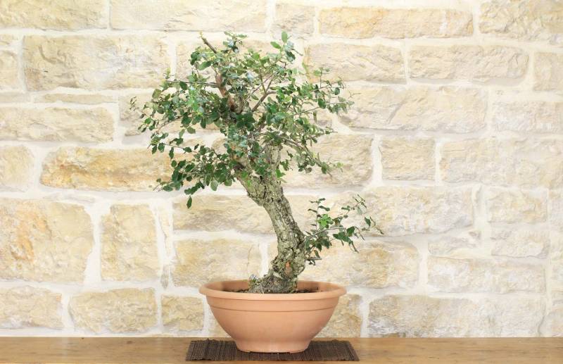 2 - Pre bonsai yamadori di Sughera (1)