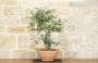 3 - Pre bonsai yamadori di Sughera (1)