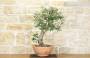 4 - Pre bonsai yamadori di Sughera (1)