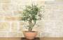 5 - Pre bonsai yamadori di Sughera (1)