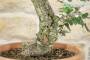 6 - Pre bonsai yamadori di Sughera (1)