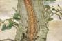 8 - Pre bonsai yamadori di Sughera (1)