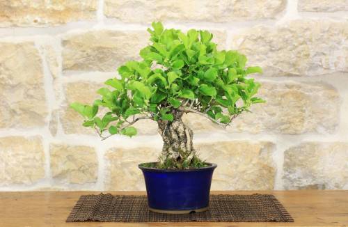 2 - Bonsai di Celastrus (8)