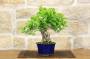 2 - Bonsai di Celastrus (8)