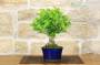 3 - Bonsai di Celastrus (8)