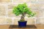 4 - Bonsai di Celastrus (8)
