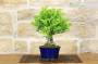5 - Bonsai di Celastrus (8)