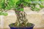 6 - Bonsai di Celastrus (8)