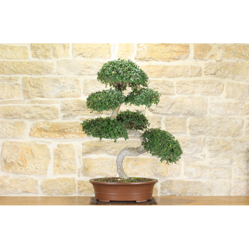 Chinese elm bonsai tree (130)