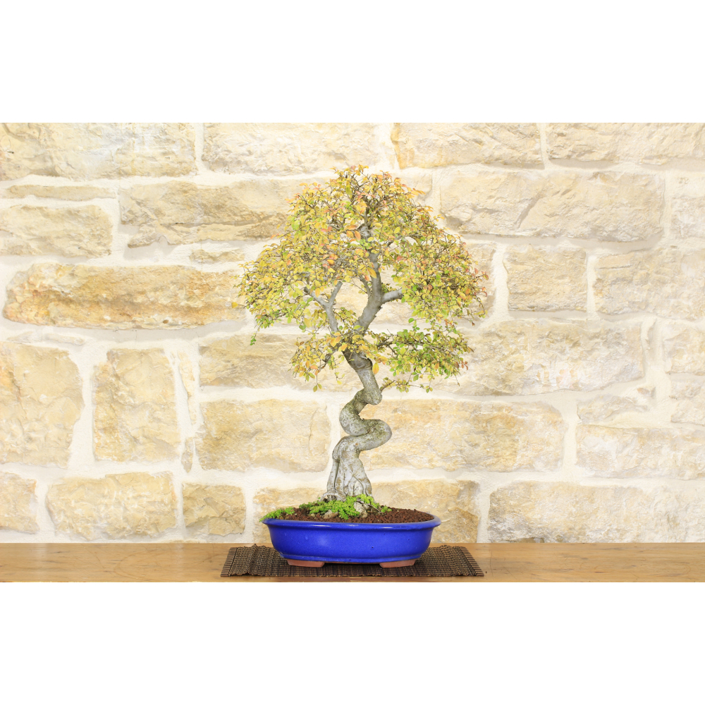 Elm bonsai Parviflora \"Geisha\" (1).