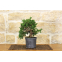 Juniper pre bonsai 12 years