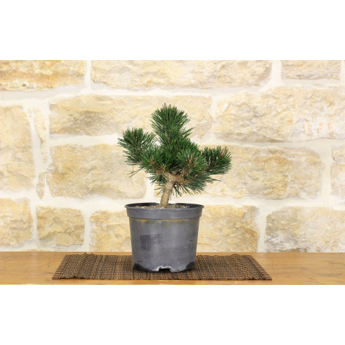 Pré bonsaï de Pinus Thunbergii Senjyumaru