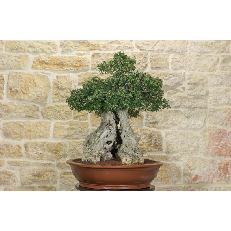 Oliven-Bonsai-Baum (234)