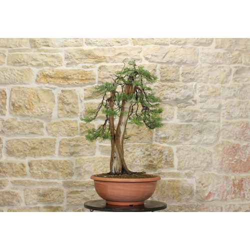 Pre bonsai di Ginepro Fenicio (1)