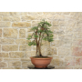 Phoenician juniper pre bonsai (1)