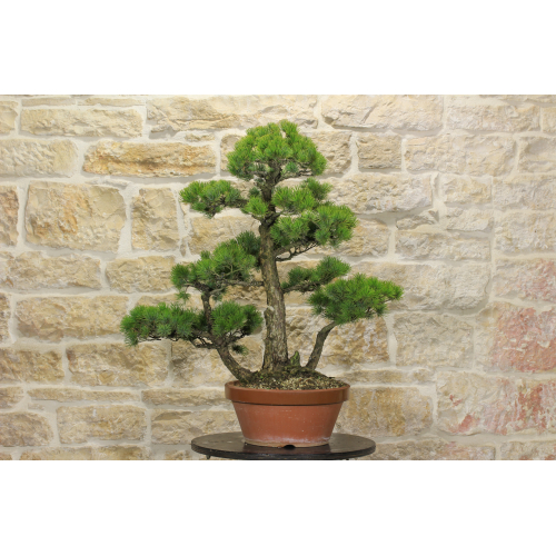 Pre bonsai di Pino Pentaphilla (1)